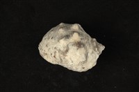 藏品(臺灣岩螺)的圖片